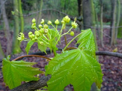 Inflorescences dressées et feuilles pendantes d'érable pla… 