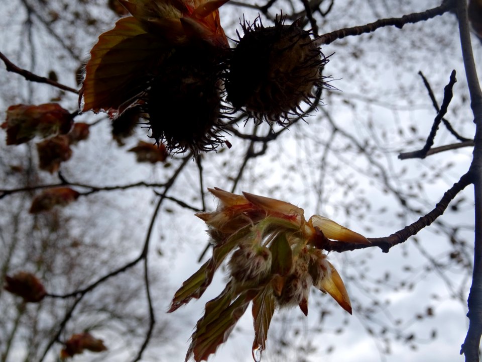 Bourgeon, fleur femelle et jeunes feuilles de hêtre pourpr… 