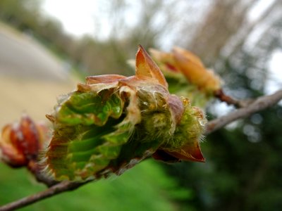 Bourgeon, fleur femelle et jeunes feuilles de hêtre pourpr… 