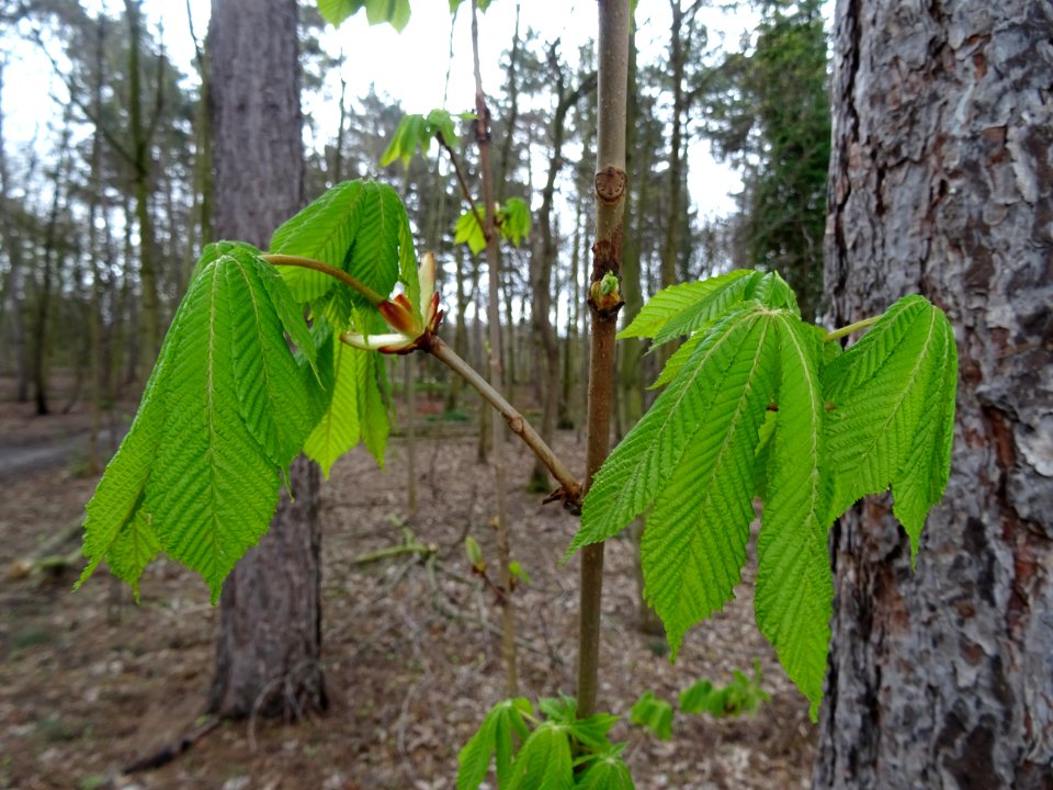 Jeunes feuilles de Marronnier d'Inde, Aesculus hippocastan… 