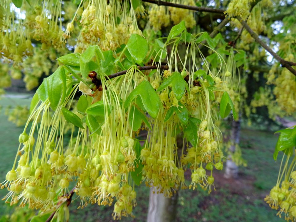 Rameaux d'érable de Montpellier, fleurs aux longs pédoncul… 