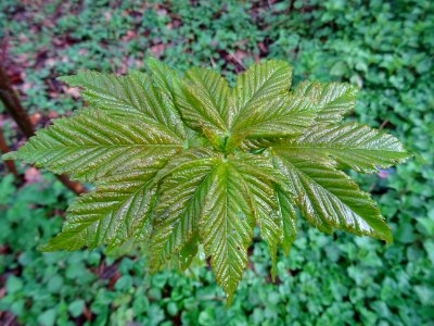 Jeunes feuilles, Erable sycomore, Acer pseudoplatanus, Acé… 