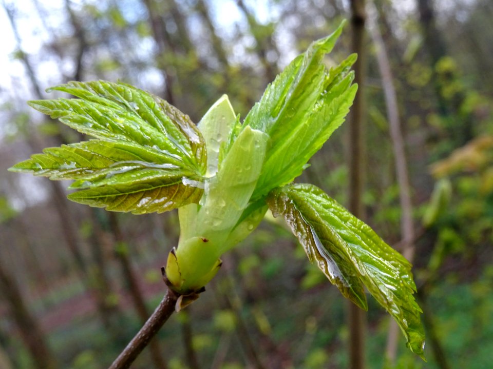Bourgeon et jeunes feuilles, Erable sycomore, Acer pseudop… 