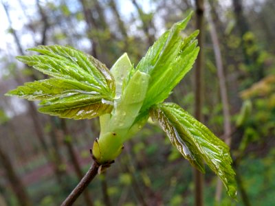 Bourgeon et jeunes feuilles, Erable sycomore, Acer pseudop… 