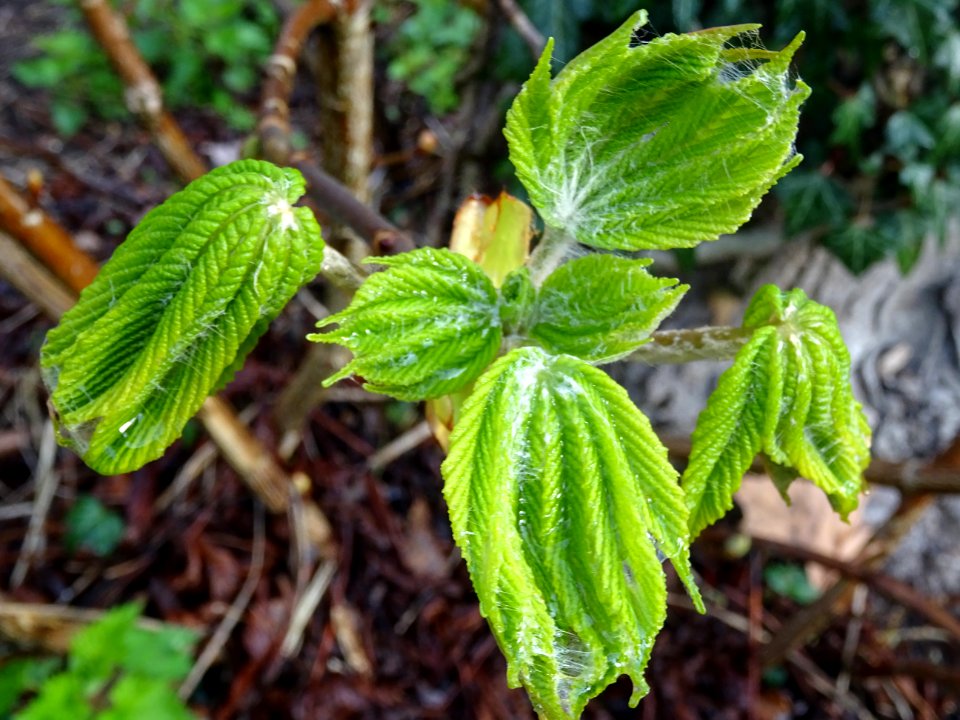 Jeunes feuilles, Marronnier d'Inde, Aesculus hippocastanum… 