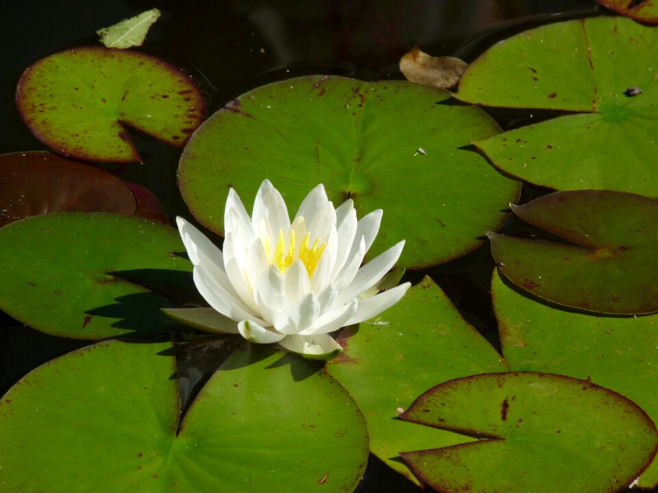 Teichplanze blossom bloom