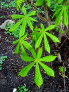 Jeunes feuilles, Marronnier d'Inde, Aesculus hippocastanum… 