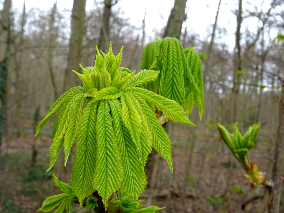 Jeunes feuilles de Marronnier d'Inde, Aesculus hippocastan… 