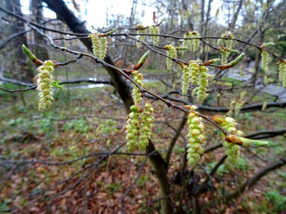 Chatons mâles, Charme, Carpinus betulus, Bétulacées 