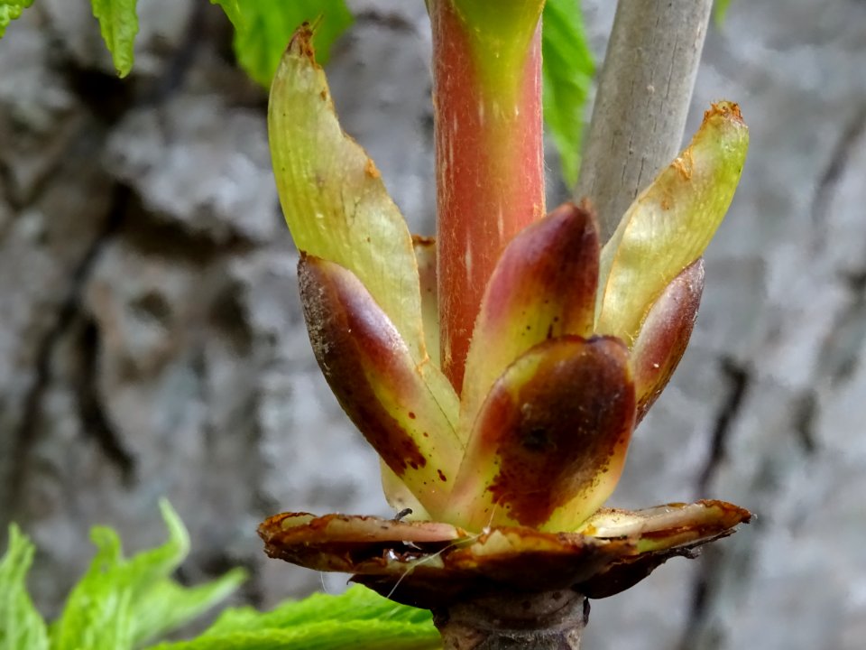 Bourgeon de Marronnier d'Inde, Aesculus hippocastanum, Hip… 