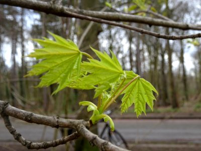 Jeunes feuilles d'Erable plane, Acer platanoides, Acéracée… 
