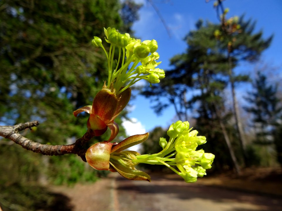 Inflorences d'Erable plane, Acer platanoides, Acéracées 