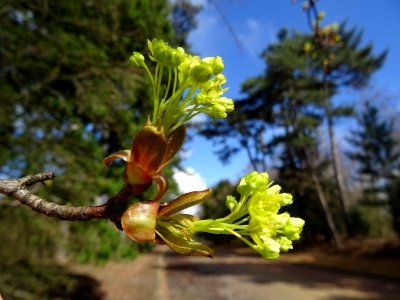 Inflorences d'Erable plane, Acer platanoides, Acéracées 