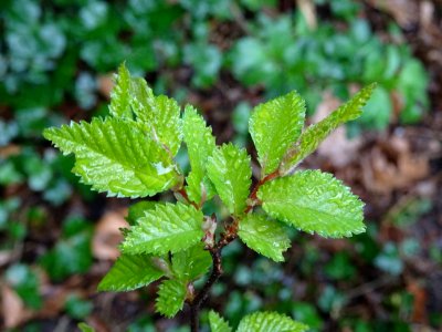 Jeunes feuilles d'orme champêtre, Ulmus minor, Ulmacées 