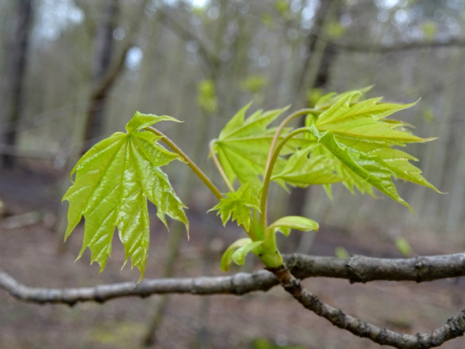 Jeunes feuilles d'Erable plane, Acer platanoides, Acéracée… 