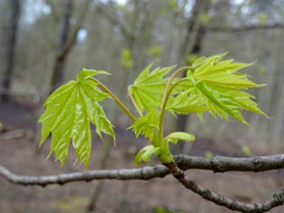 Jeunes feuilles d'Erable plane, Acer platanoides, Acéracée… 
