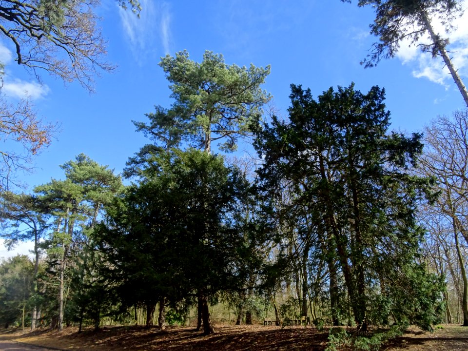 Pins le long de l'avenue de Saint-Cloud, Bois de Boulogne 