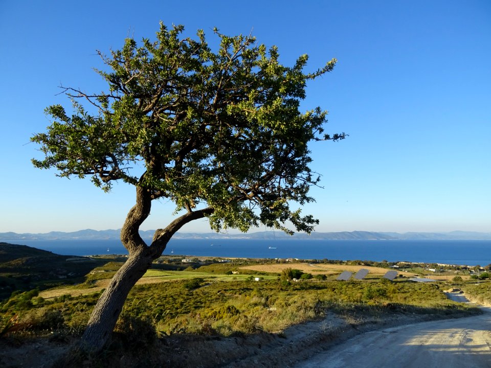 Un chêne vert ... ? , région de Psalidi, île de Kos 