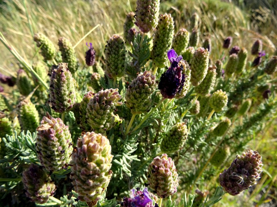 Lavande à toupet ou Lavande papillon, Lavandula stoechas, … 