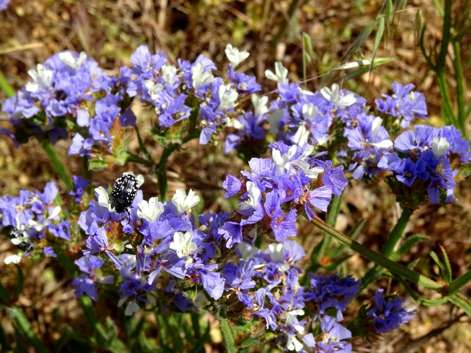 Saladelle sinuée, Limonium sinuatum, Plumbaginacées 