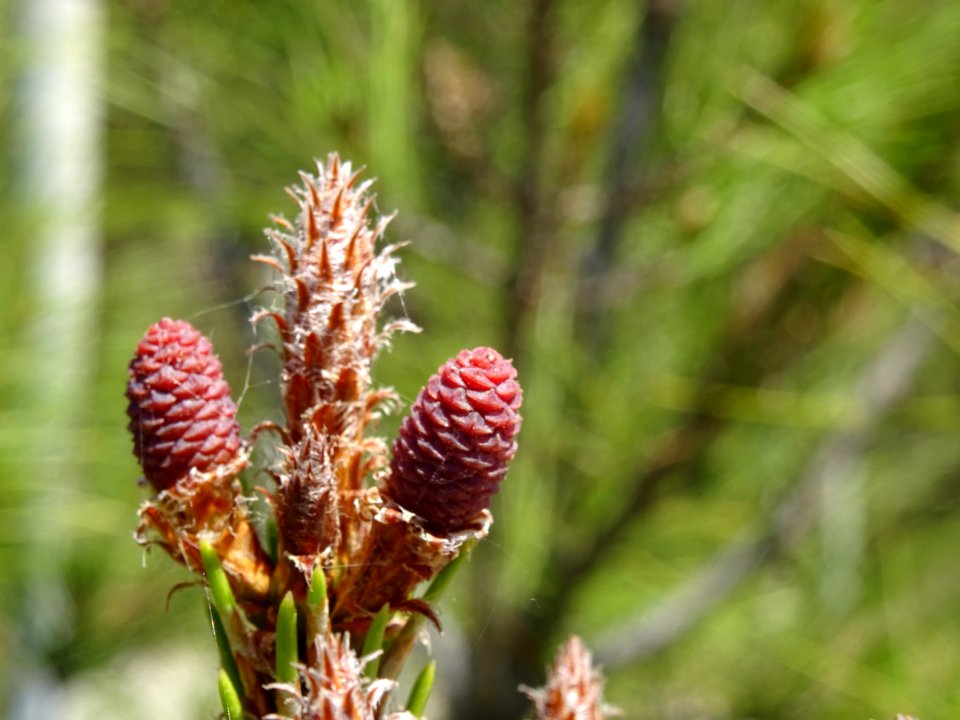 Jeunes cônes femelles du Pin pignon ou Pin parasol, Pinus … 