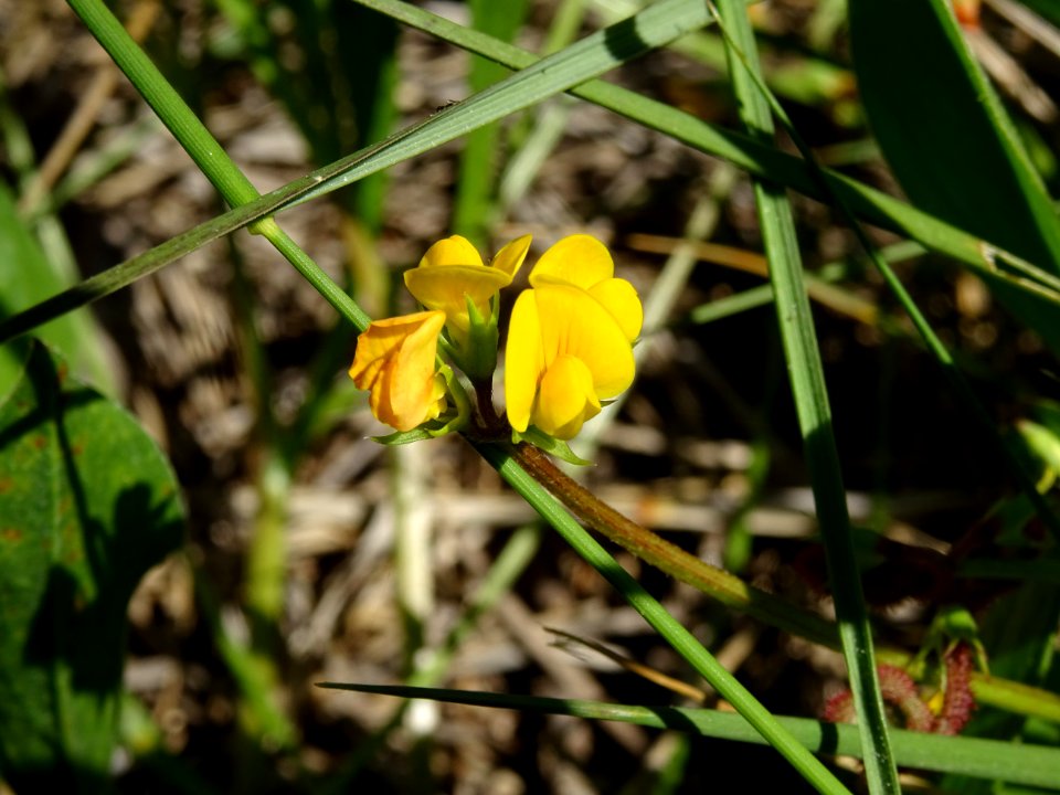 Lotier corniculé, Lotus corniculatus, Fabacées 