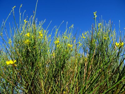 Spartier à tiges de jonc ou Genêt d'Espagne, Spartium junc… 