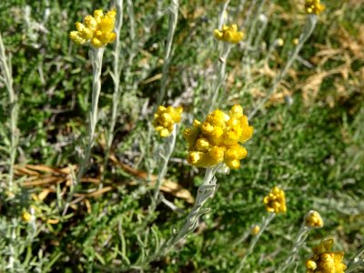 Immortelle commune, Helichrysum stoechas, Astéracées 
