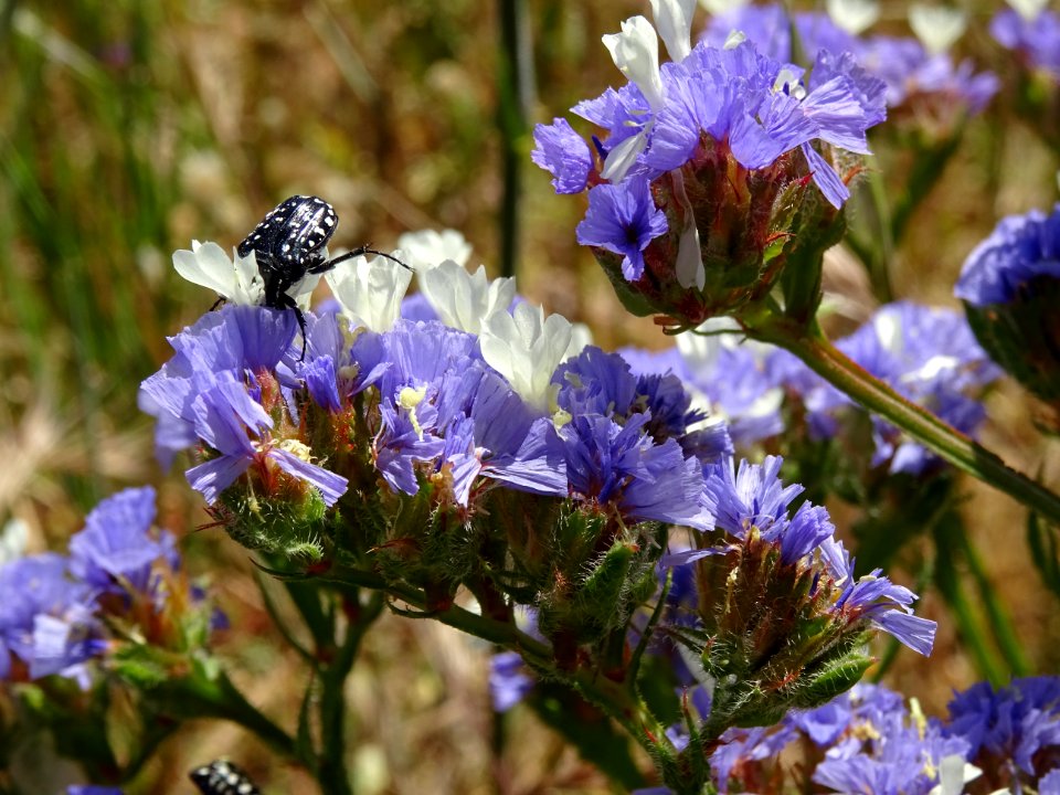 Saladelle sinuée, Limonium sinuatum, Plumbaginacées 
