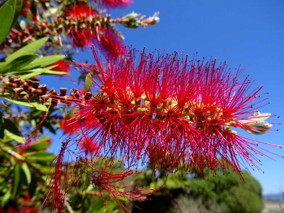 Callistemon ou Rince-bouteille, Callistemon citrinus, Myrt… 