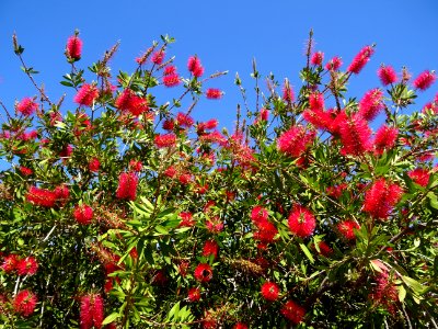 Callistemon ou Rince-bouteille, Callistemon citrinus, Myrt… 