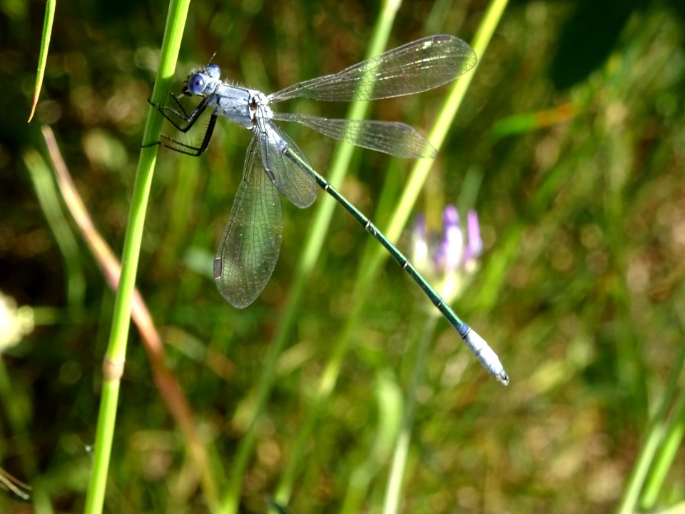 Libellule à identifier .... ? 