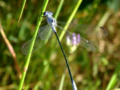 Libellule à identifier .... ? 