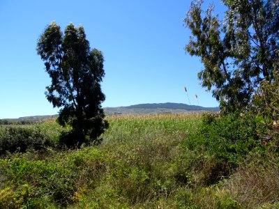Eucalyptus et roseaux dans la zone marécageuse de Limni Ps… 