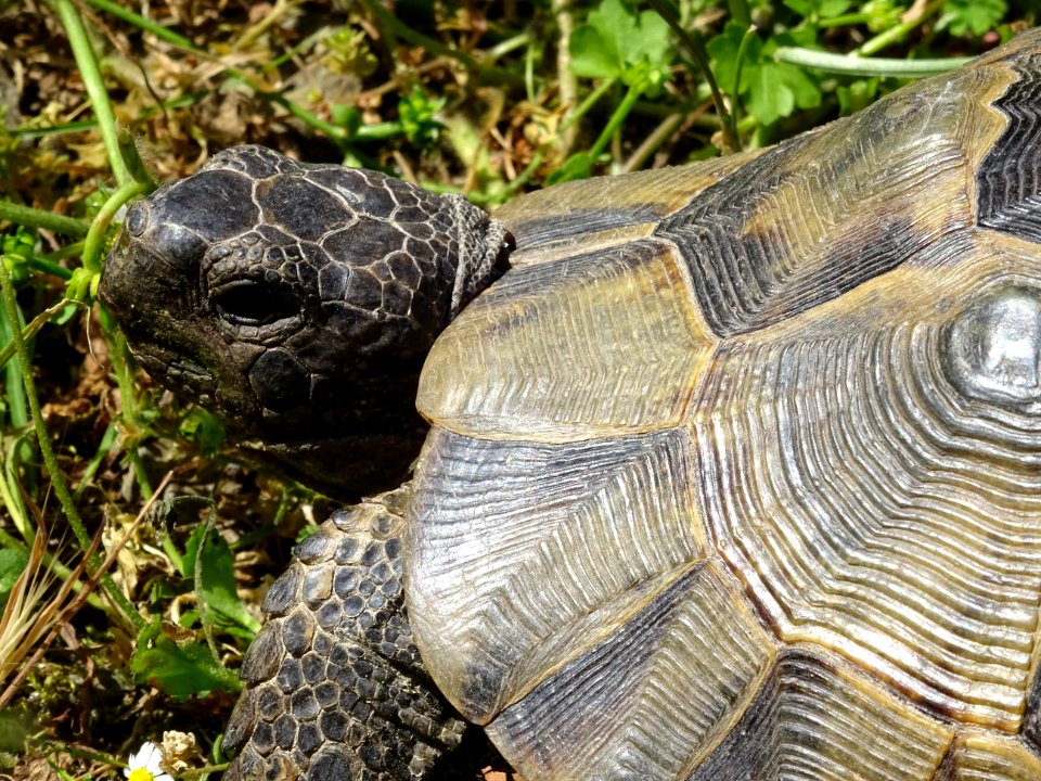 Une autre tortue qui se chauffe au soleil 