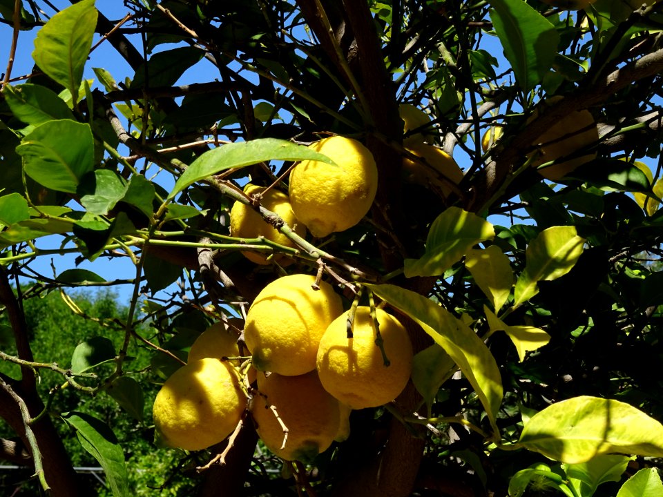 Citrons presque mûrs 