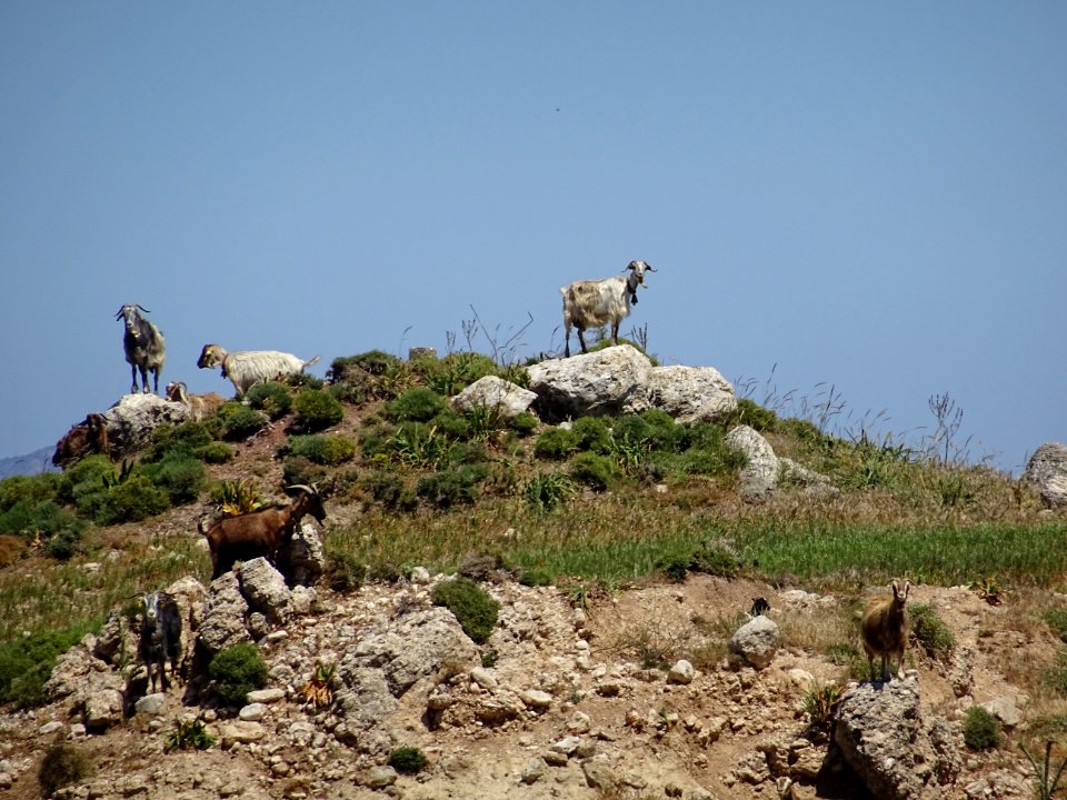 Des chèvres, comme presque partout ...sur l'île de Kos 