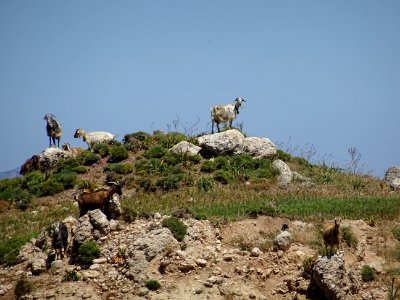 Des chèvres, comme presque partout ...sur l'île de Kos 