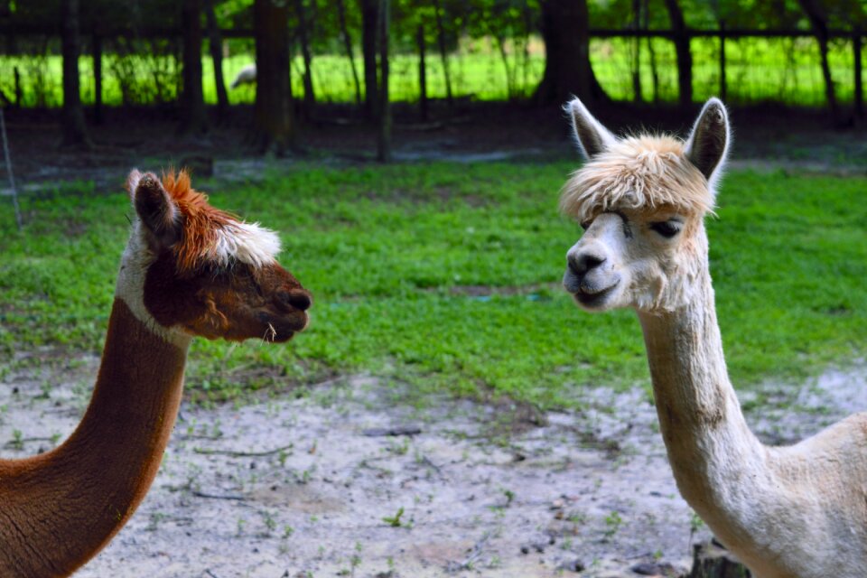 Alpacas animals nature