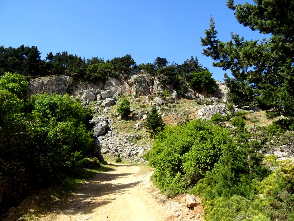 Des cyprès partout 