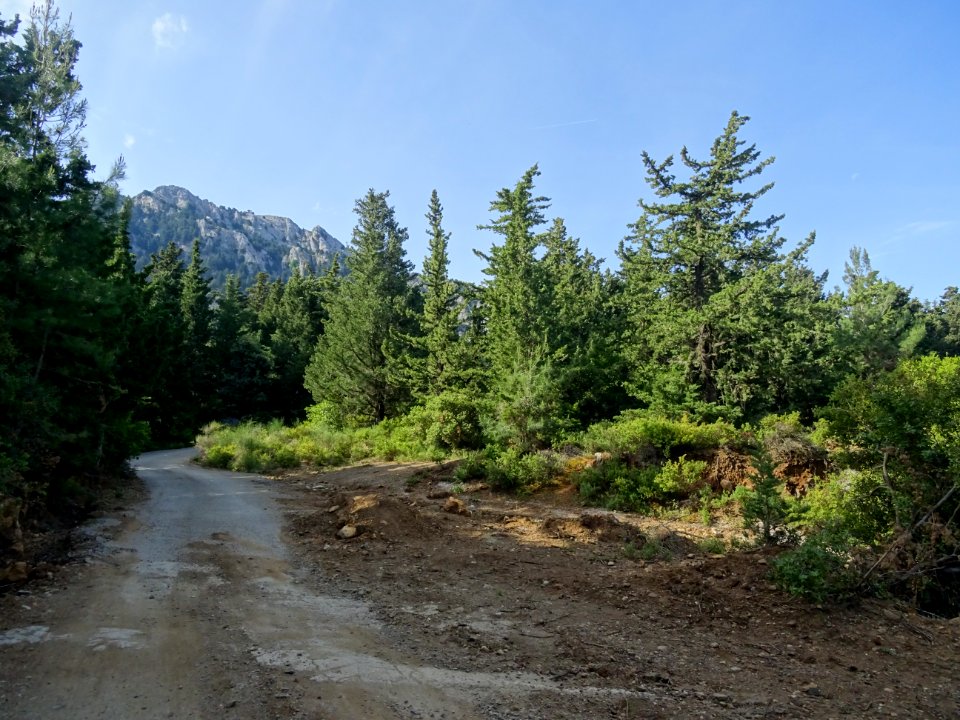 La piste forestière traverse la forêt de cyprès, au loin l… 