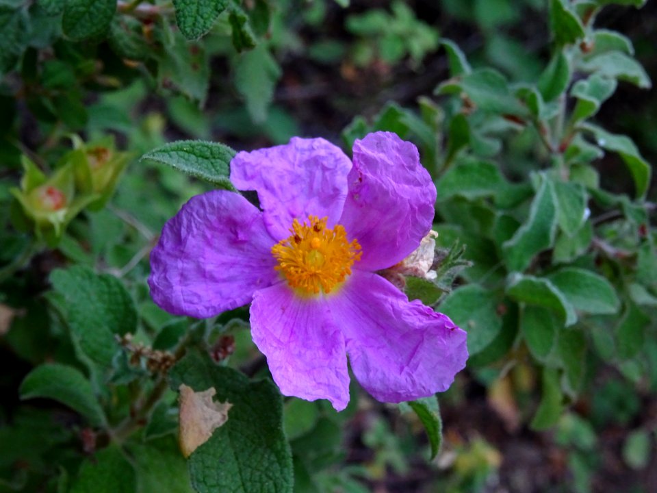 Ciste cotonneux (Cistus albidus) ou Ciste de Crête (Cistus… 