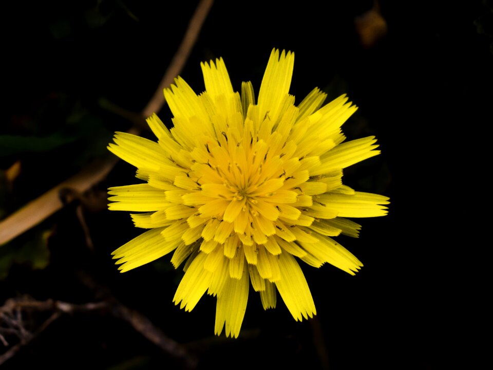 Plant flora yellow flowers