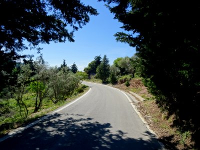La route de Zia traverse une immense forêt de cyprès. Cypr… 