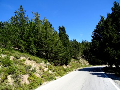 La route de Zia traverse une immense forêt de cyprès. Cypr… 
