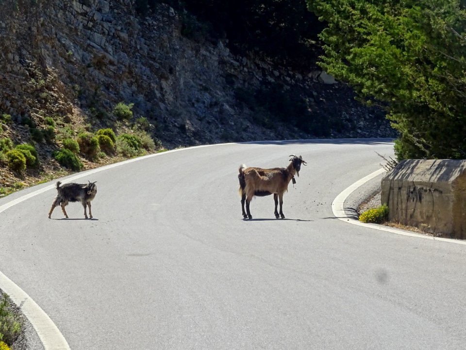 Une chèvre et son chevreau sur la route vers Zia 