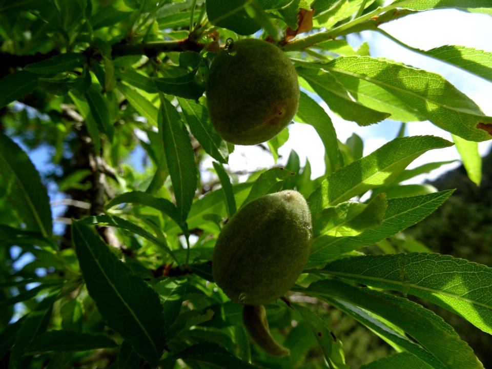Feuilles et fruits verts de l'Amandier, Prunus dulcis, Ros… 