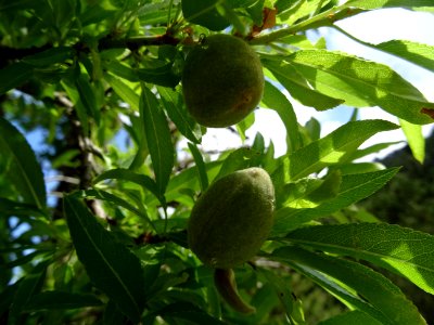 Feuilles et fruits verts de l'Amandier, Prunus dulcis, Ros… 