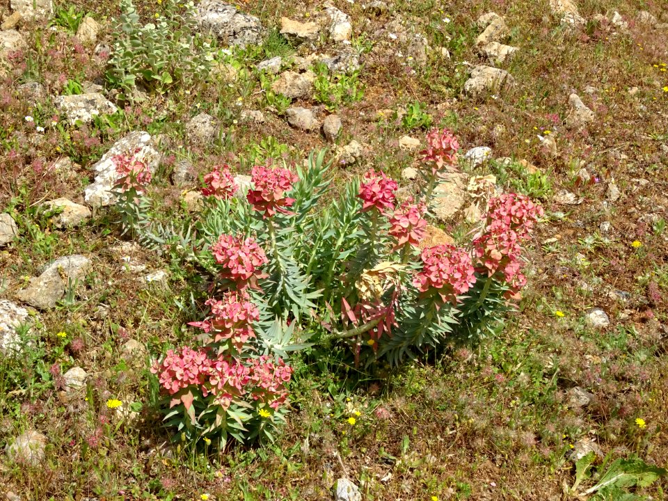 Euphorbes sur le sentier du mont Dikeos 