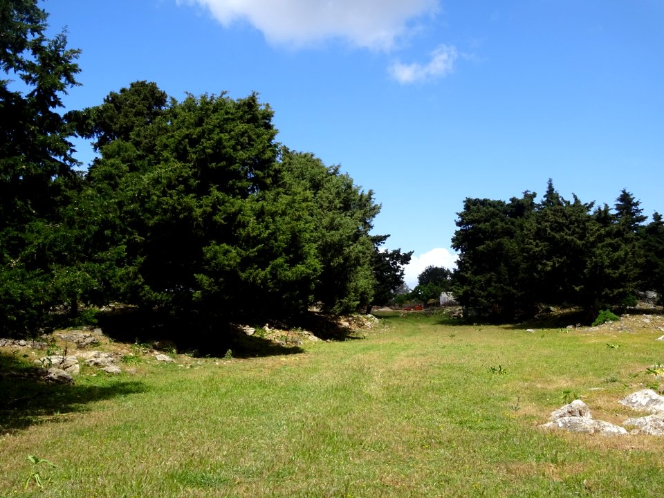 Un grand pré plat entouré de cyprès, parc à chèvres ? 